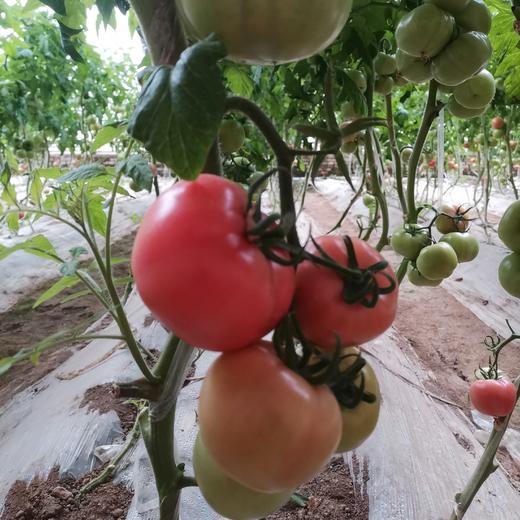 猗顿有机 圣女果（小西红柿） 西红柿5斤 可混搭基地的黄瓜发货 顺丰直发  山西猗顿农场 商品图8