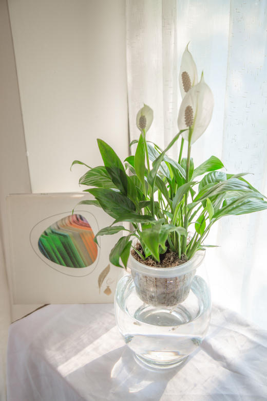 绿植管家 商品图3