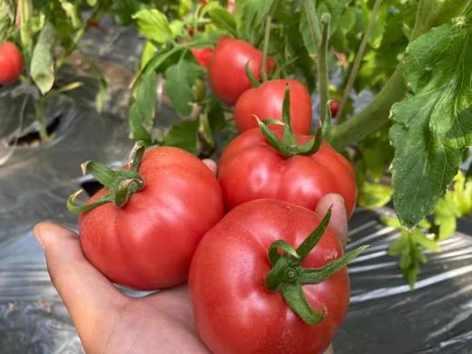 甘肃武威普罗旺斯沙瓤西红柿净重4.5斤以上  顺丰到家 商品图3