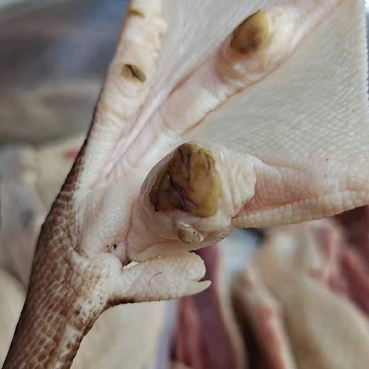 【沙参玉竹老鸭汤 ｜食材组合】 内含黄山太平湖散养母鸭 北沙参 玉竹 山姜 商品图3