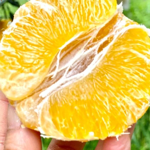 四川蒲江 柠檬不知火  5/8斤装 商品图7