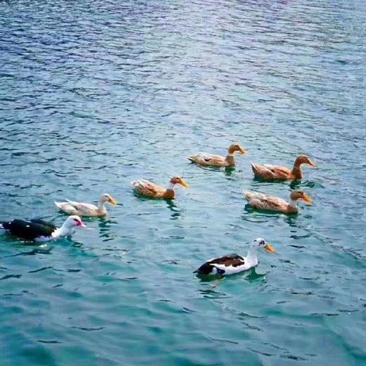 【沙参玉竹老鸭汤 ｜食材组合】 内含黄山太平湖散养母鸭 北沙参 玉竹 山姜 商品图2