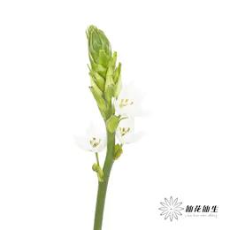 配花 | 小雀梅 商品图0