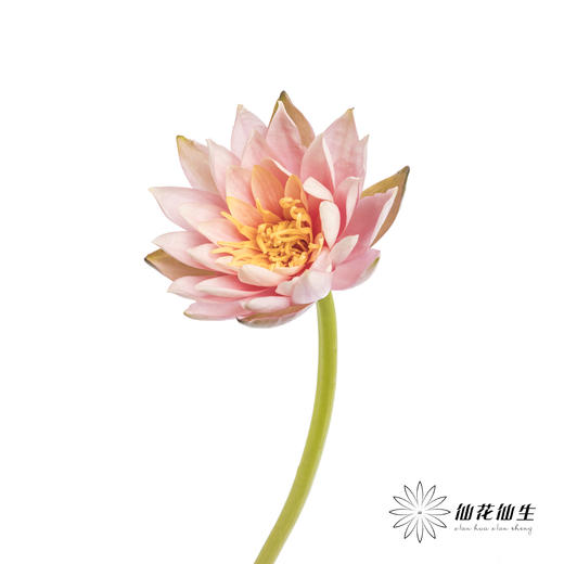 配花 | 睡莲香槟粉 商品图4