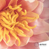 配花 | 睡莲香槟粉 商品缩略图6