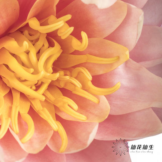 配花 | 睡莲香槟粉 商品图6