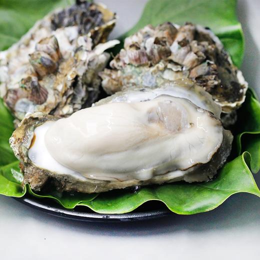 渔林军原浆半壳生蚝16只/袋烧烤食材 商品图1