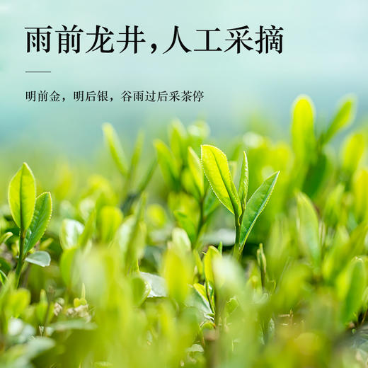 西湖龙井2021新茶正宗雨前春茶200g 商品图4