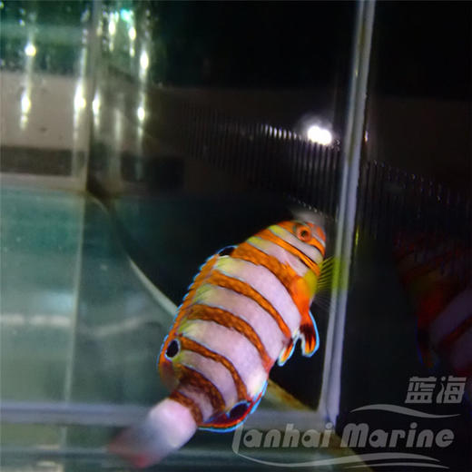 人工澳洲藩王 商品图8