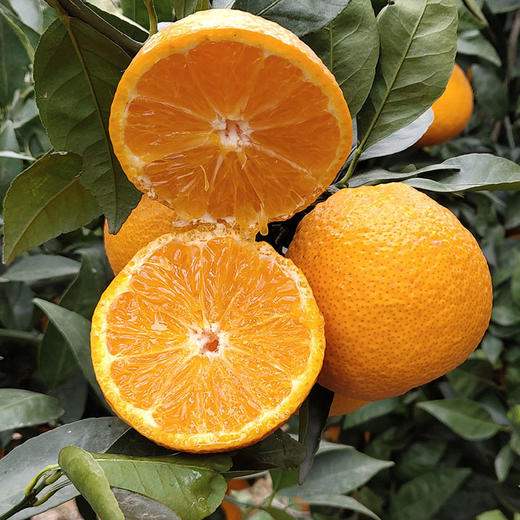 新鲜四川黄果柑 重约3斤【当天提货】 商品图5