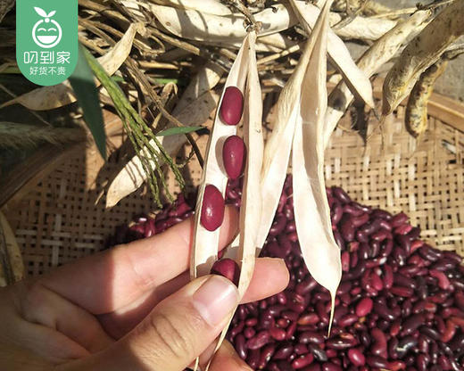 姥家莱云南红腰豆/1包（500g）生产日期：26年3月 商品图2