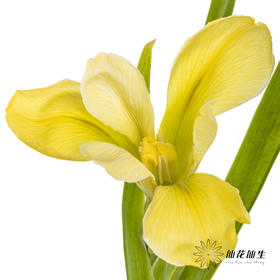 配花 | 鸢尾黄色