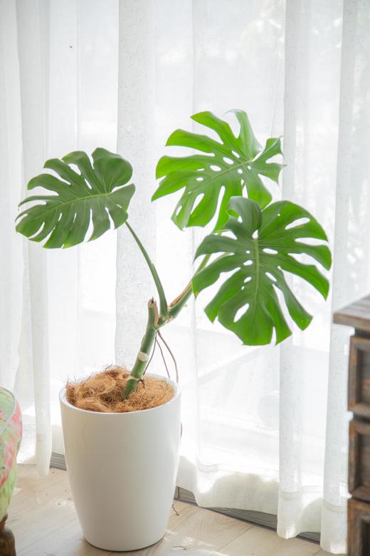 绿植管家套餐二 商品图0