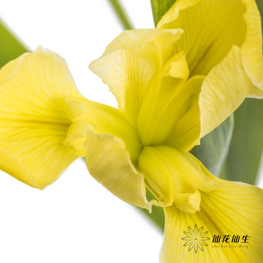 配花 | 鸢尾黄色 商品图3
