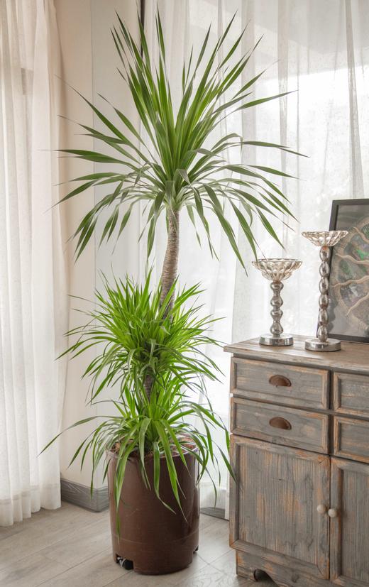 绿植管家套餐一 商品图0