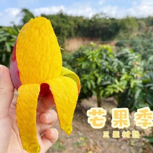 海南贵妃芒树上熟4斤装（9-18枚左右） 商品图2