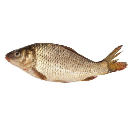 【生鲜预定】鲤鱼1kg 商品图0