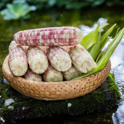 西双版纳傣家香糯小包谷（云南） 商品图0