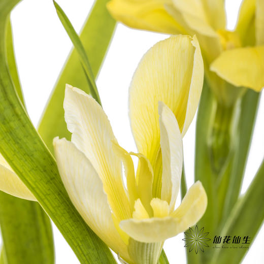 配花 | 鸢尾黄色 商品图5