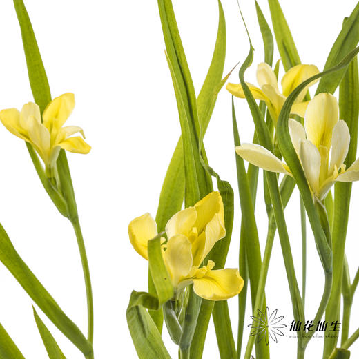 配花 | 鸢尾黄色 商品图10