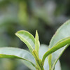 【五溪山 黄山毛峰】2023明前雨前新茶  高山茶 毛尖嫩芽 礼盒装 商品缩略图3