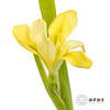 配花 | 鸢尾黄色 商品缩略图4