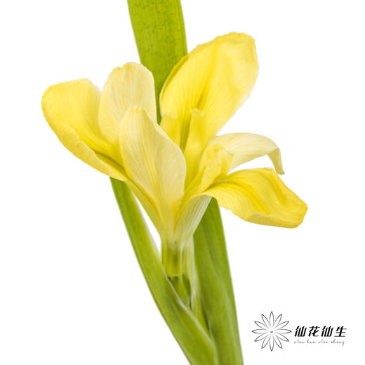 配花 | 鸢尾黄色 商品图4