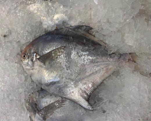 【海鲜】冰鲜东海小鲳鱼 2条约230g 商品图1