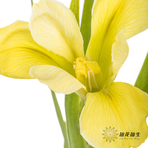 配花 | 鸢尾黄色 商品图12