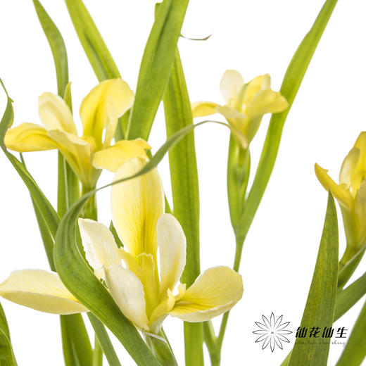 配花 | 鸢尾黄色 商品图7
