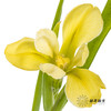 配花 | 鸢尾黄色 商品缩略图1