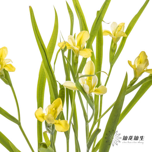 配花 | 鸢尾黄色 商品图9