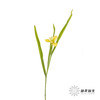 配花 | 鸢尾黄色 商品缩略图11
