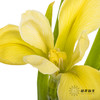 配花 | 鸢尾黄色 商品缩略图2