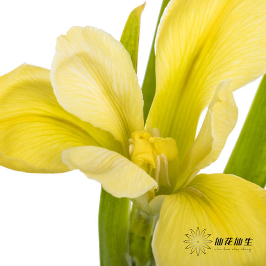 配花 | 鸢尾黄色 商品图2