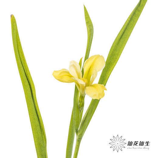 配花 | 鸢尾黄色 商品图6