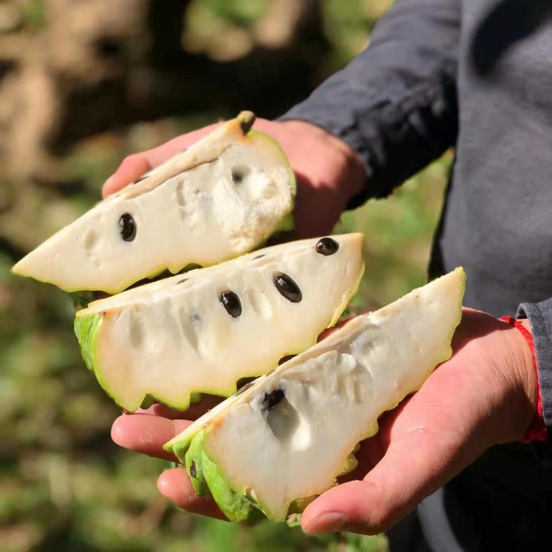 海南释迦果新鲜采摘5斤3-5个