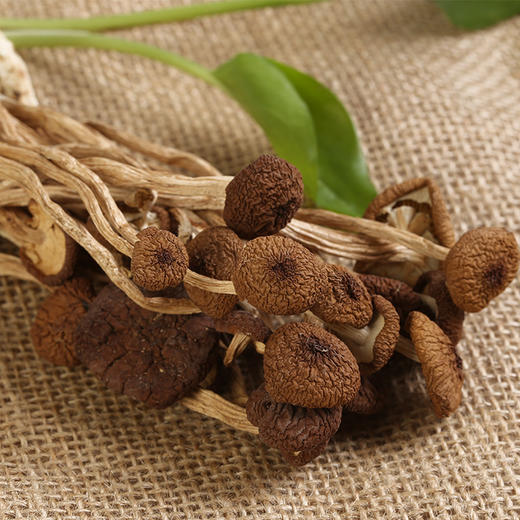 黄面不开伞茶树菇 商品图0