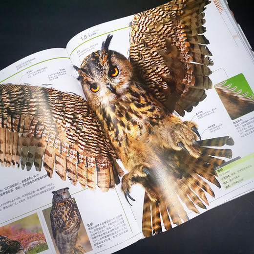【适合6岁+】《DK动物知识大百科》一场关于动物界的视觉盛宴  揭秘见所未见的动物王国 商品图3