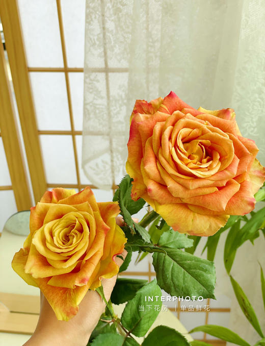 【金色海岸玫瑰.第二份减10元】10支/份 长约60-65cm 商品图5