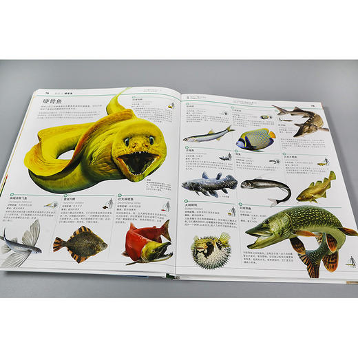 【适合6岁+】《DK动物知识大百科》一场关于动物界的视觉盛宴  揭秘见所未见的动物王国 商品图6