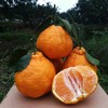 丑橘不知火，清脆爽口，粒粒饱满，蜜柑的好口感，像橘子一样好剥皮，叫不知火，也叫丑八怪 商品缩略图8