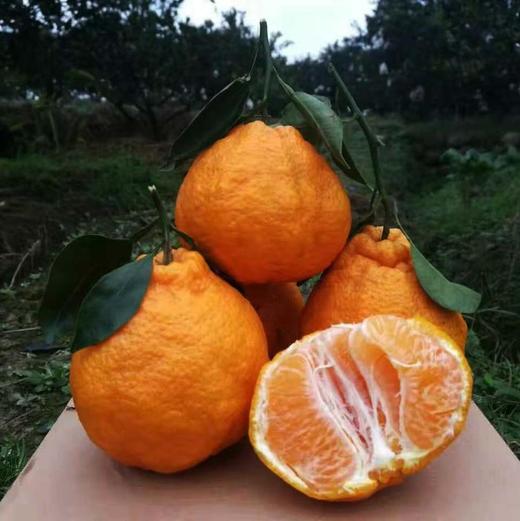 丑橘不知火，清脆爽口，粒粒饱满，蜜柑的好口感，像橘子一样好剥皮，叫不知火，也叫丑八怪 商品图8