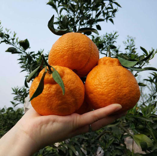 丑橘不知火，清脆爽口，粒粒饱满，蜜柑的好口感，像橘子一样好剥皮，叫不知火，也叫丑八怪 商品图5