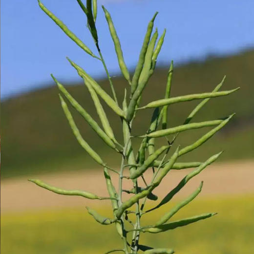 菜籽油（鲜榨） 商品图2