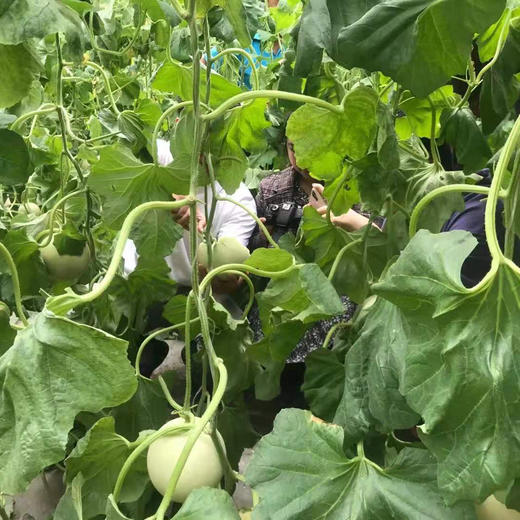 山东玉菇甜瓜， 皮薄肉厚，鲜嫩多汁，一口香甜绵软 商品图5