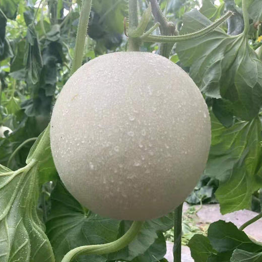 山东玉菇甜瓜， 皮薄肉厚，鲜嫩多汁，一口香甜绵软 商品图4