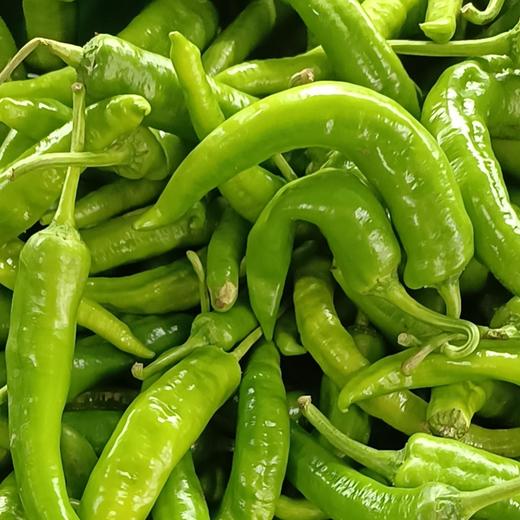 【BSS】本地椒  500克 商品图1