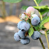【厂商直发】青岛泊里有机蓝莓  头茬鲜果 4盒/6盒 /8盒有机认证 包邮 商品缩略图6