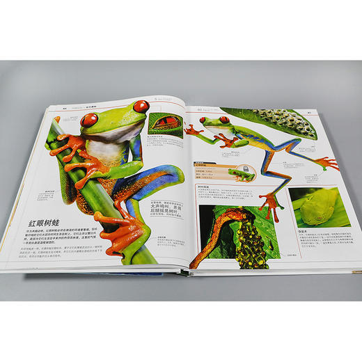 【适合6岁+】《DK动物知识大百科》一场关于动物界的视觉盛宴  揭秘见所未见的动物王国 商品图7